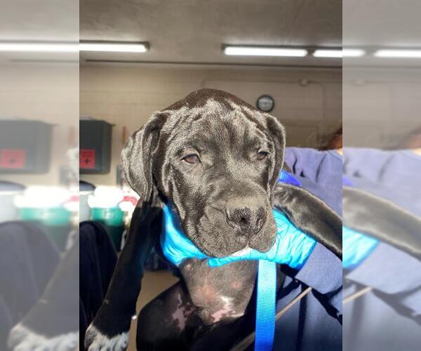 Medium Photo #1 Mutt Puppy For Sale in Chula Vista, CA, USA