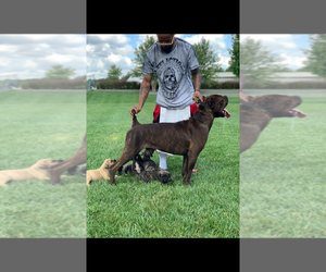 Father of the Cane Corso puppies born on 07/05/2019