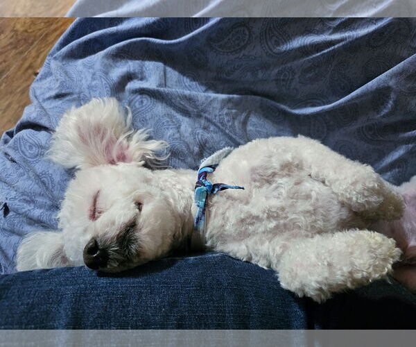 Medium Photo #4 Bichon Frise Puppy For Sale in Rockaway, NJ, USA