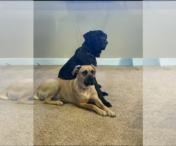 Medium Photo #1 Cane Corso Puppy For Sale in WALNUT GROVE, GA, USA