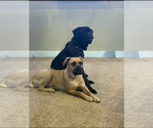 Father of the Cane Corso puppies born on 04/21/2025