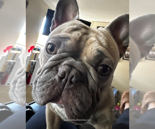 Medium Photo #3 French Bulldog Puppy For Sale in SACRAMENTO, CA, USA