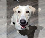 Small #1 Labrador Retriever Mix