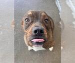 Small #2 Breeder Profile image