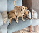 Small #2 Dachshund Mix