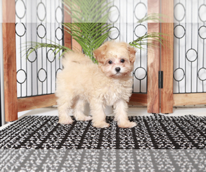 Maltipoo Puppy for sale in NAPLES, FL, USA