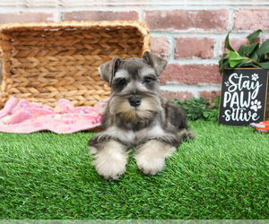 Schnauzer (Miniature) Puppy for sale in SYRACUSE, IN, USA