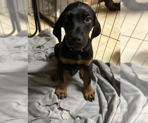 Medium Doberman Pinscher
