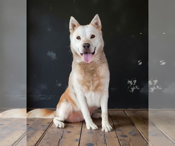 Medium Photo #2 Mutt Puppy For Sale in Pasadena, CA, USA