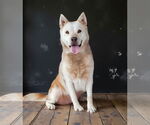 Small #1 Mutt