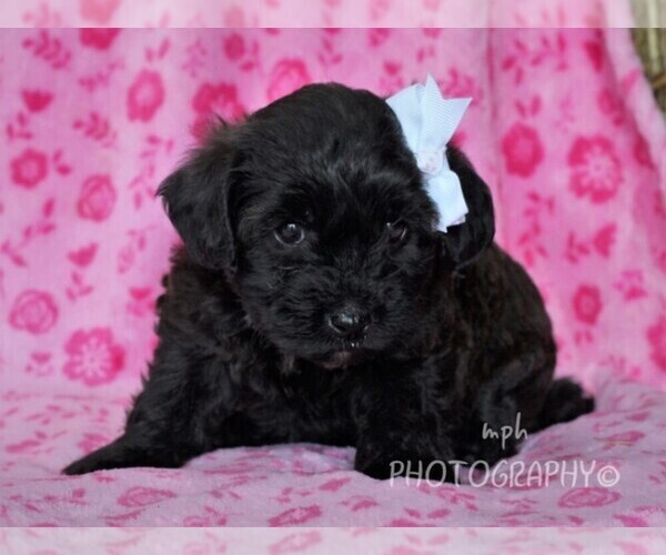 Medium Photo #2 YorkiePoo Puppy For Sale in LIBERTY, KY, USA