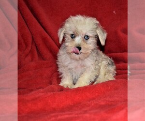 Schnauzer (Miniature) Puppy for sale in BARNESVILLE, KS, USA
