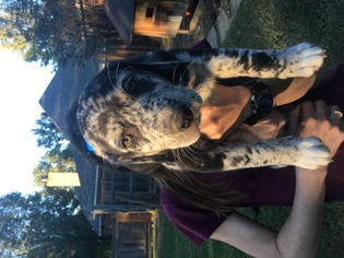 Sheprador Puppy for sale in JACKSON, MS, USA