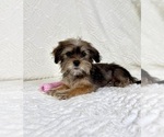 Image preview for Ad Listing. Nickname: Sugar