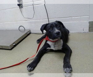 Labrador Retriever-Unknown Mix Dogs for adoption in Moreno Valley, CA, USA