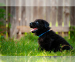 Puppy Slash German Shepherd Dog