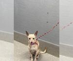 SYKE - Female Chihuahua-Unknown Mix Dog for Adoption - Small photo