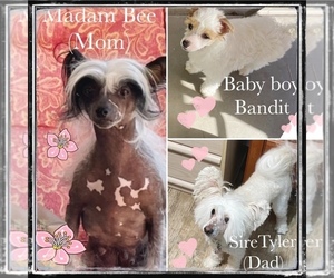 Mother of the Chinese Crested puppies born on 11/13/2022