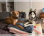 Small #5 Great Dane Mix
