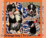 Small #5 Cardigan Welsh Corgi-Pembroke Welsh Corgi Mix