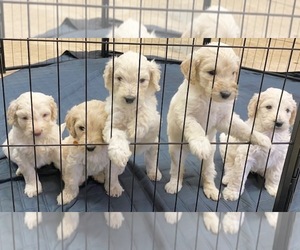 Goldendoodle Puppy for sale in MARSHVILLE, NC, USA
