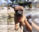 Small Photo #4 Cane Corso Puppy For Sale in TULARE, CA, USA