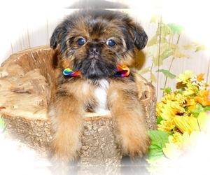 Shiffon Puppy for sale in HAMMOND, IN, USA