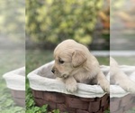 Small Photo #10 Golden Retriever Puppy For Sale in TAMPA, FL, USA