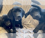 Small Photo #9 American Bandogge mastiff Puppy For Sale in FORT GARLAND, CO, USA