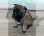 Puppy 1 Malinois