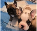 Small #2 French Bulldog
