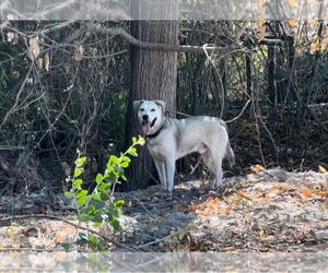 Labsky Dogs for adoption in The Woodlands, TX, USA