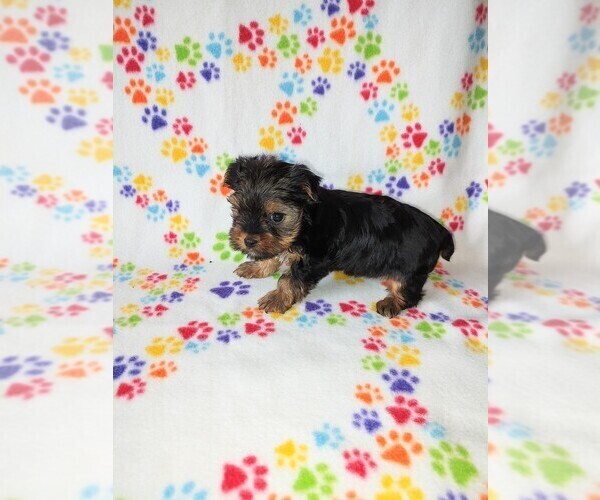 Medium Photo #3 Yorkshire Terrier Puppy For Sale in LAPEER, MI, USA