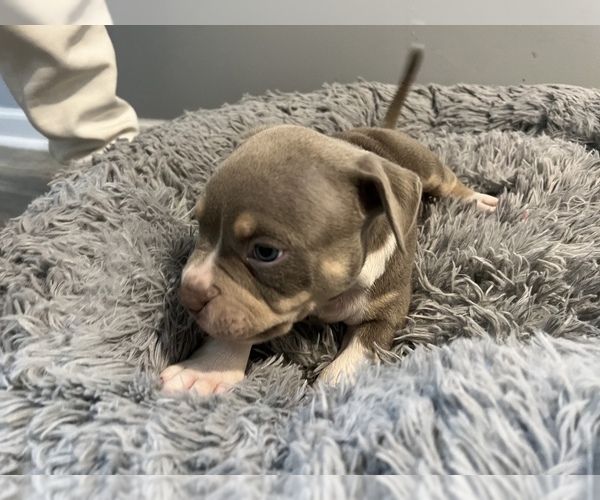 Medium Photo #13 American Bully Puppy For Sale in WESTVILLE, IN, USA