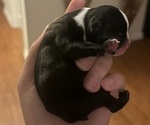 Small #1 Boston Terrier