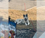 Small #1 Huskies  Mix