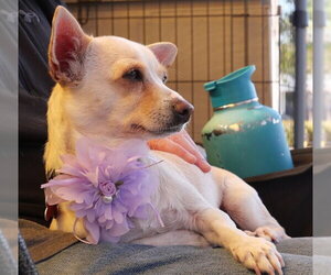 Chihuahua-Unknown Mix Dogs for adoption in San Diego, CA, USA