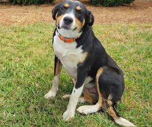 Mother of the Border Collie-Catahoula Leopard Dog Mix puppies born on 11/22/2025