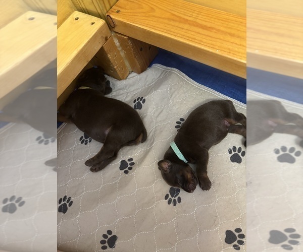 Medium Photo #11 Doberman Pinscher Puppy For Sale in MACOMB TOWNSHIP, MI, USA