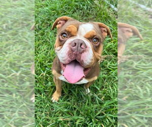 American Bulldog-Unknown Mix Dogs for adoption in Rockaway, NJ, USA
