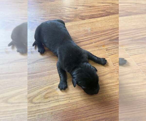 Medium Photo #1 Great Dane Puppy For Sale in MAYSVILLE, KY, USA