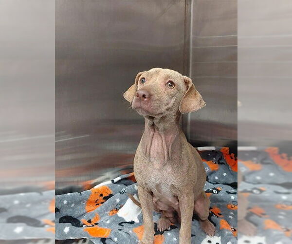 Medium Photo #1 Dachshund-Unknown Mix Puppy For Sale in Sugar Land, TX, USA