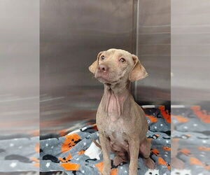 Dachshund-Unknown Mix Dogs for adoption in Sugar Land, TX, USA