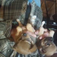 Chiranian Puppy for sale in MCHENRY, IL, USA