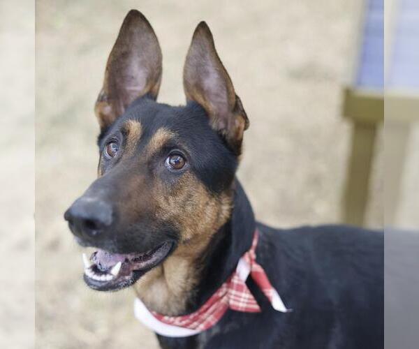 Medium Photo #1 German Shepherd Dog Puppy For Sale in San Antonio, TX, USA