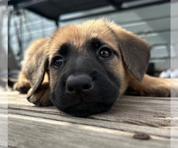 Medium Photo #5 Mutt Puppy For Sale in Germantown, OH, USA