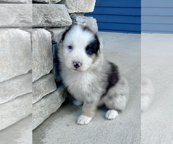 Medium Photo #9 Australian Shepherd Puppy For Sale in LODA, IL, USA
