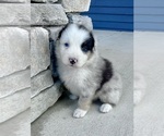 Small Photo #9 Australian Shepherd Puppy For Sale in LODA, IL, USA