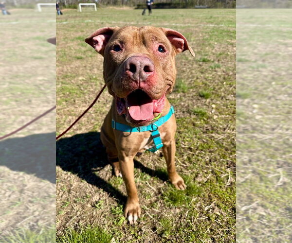 Medium Photo #3 American Staffordshire Terrier Puppy For Sale in Lawrenceville, NJ, USA