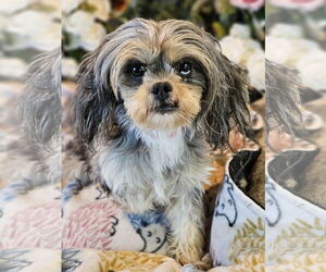 Shih Tzu Dogs for adoption in Bon Carbo, CO, USA